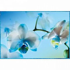 Голубая орхидея Фотообои ТУЛА (4л) нов.