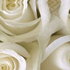 Фартук Белые Розы Декоративная панель 2*0,6м