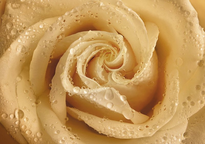 Утренняя роза  Фотообои Люкс (4л)