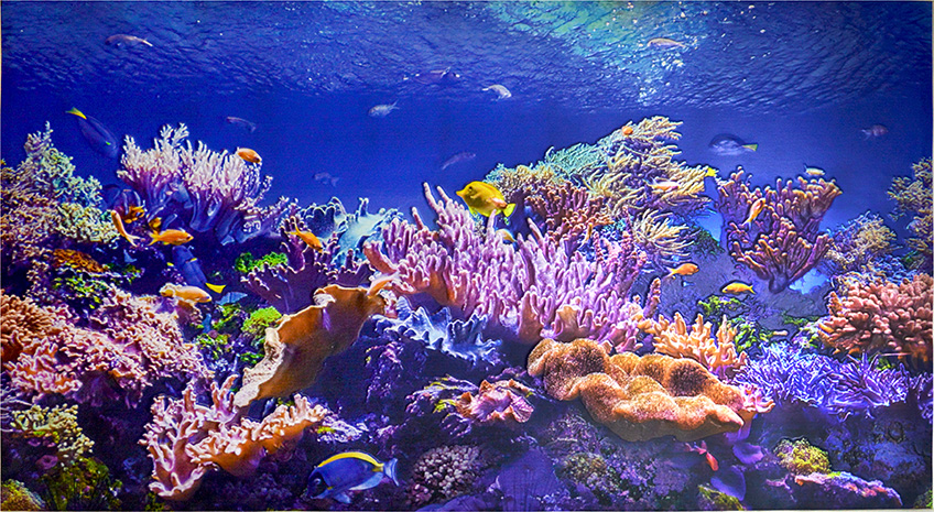Фартук-панно Коралловый риф 602*1002 мм 5 GRACE