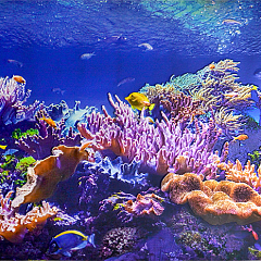 Фартук-панно Коралловый риф 602*1002 мм 5 GRACE