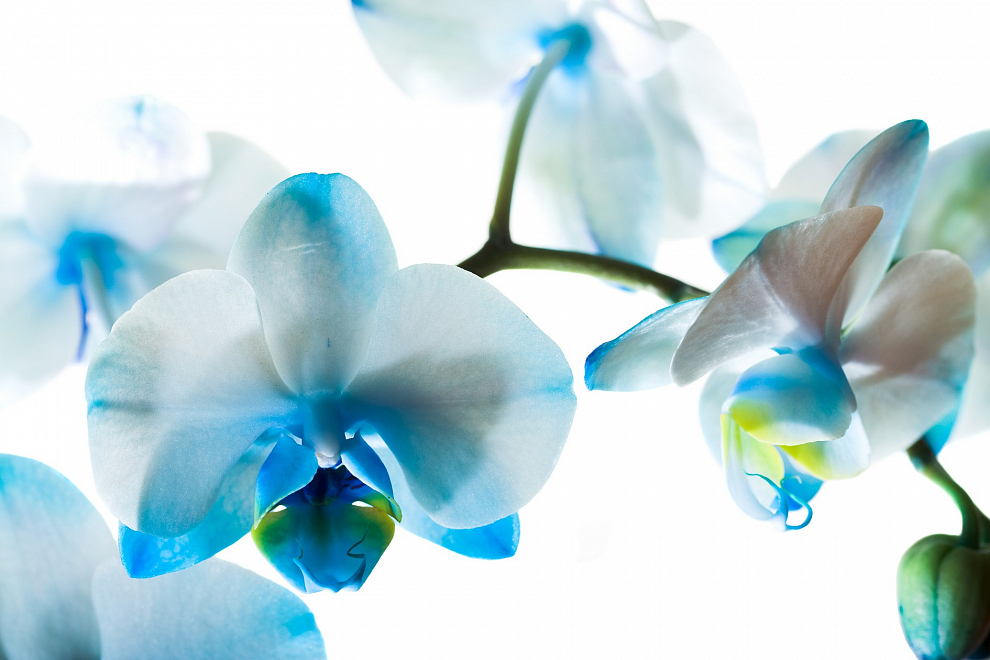 Голубая орхидея Фотообои ТУЛА (4л)