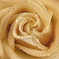 Утренняя роза  Фотообои Люкс (4л)